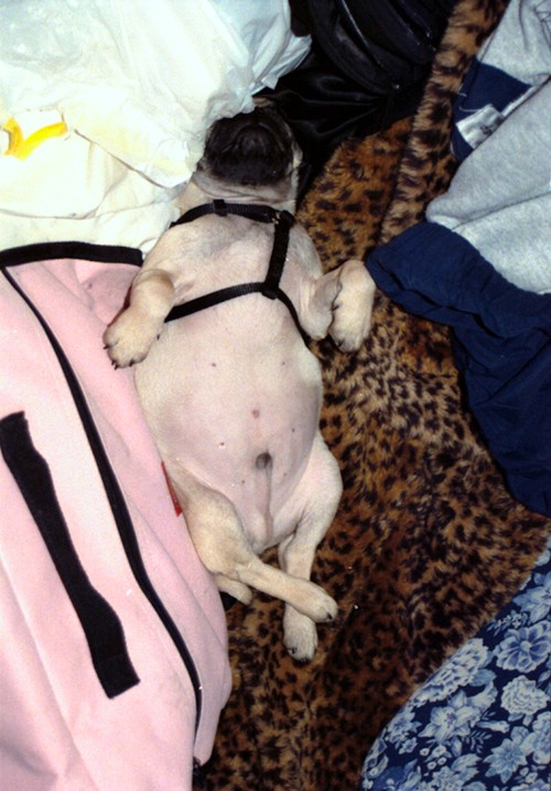 04_05_02-pongo.jpg