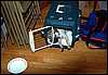 04_07_02-pongo02.jpg
