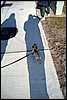 04_07_02-pongo_walking_in_shadows.jpg